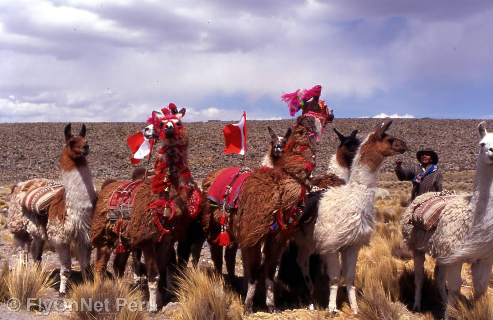 Album photos: Lamas, Cuzco